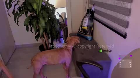 Tania online show from December 19, 9:49 am