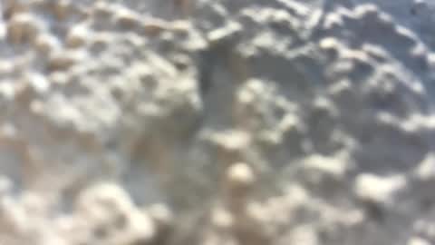 Little Wolfie online show from February 3, 4:10 pm