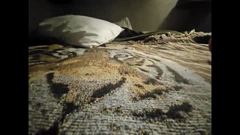 Allnikkiallday1 online show from January 18, 8:41 am