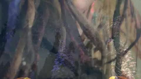 Kali Mah The Divine Adjacent online show from March 4, 3:20 pm