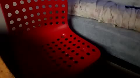 bullspain27266272 online show from January 26, 4:41 am