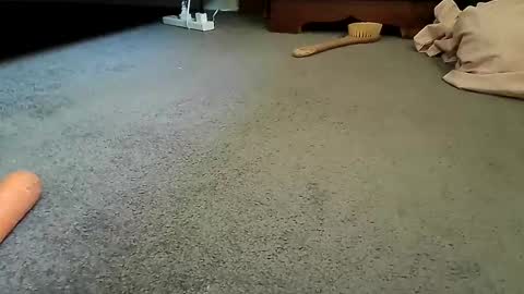 carltonfc07 online show from February 14, 2:36 am