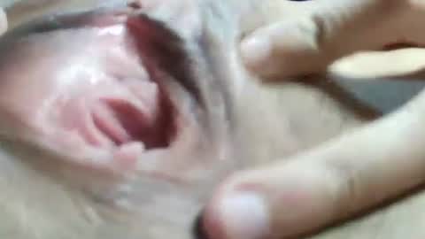 celestestephan online show from January 31, 6:24 am