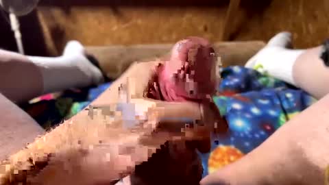 Snapshot of chasepeewee2 chatting on December 26, 6:43 pm chasepeewee2 online show from December 26, 6:43 pm