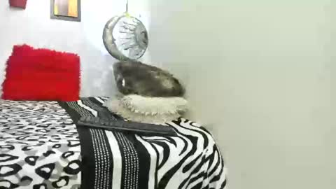 Choco online show from October 25, 6:13 am