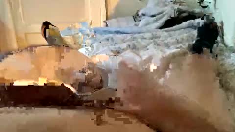 chrishornycocker online show from January 13, 2:58 pm