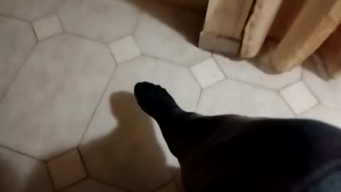 ciccilli online show from November 4, 2:24 am