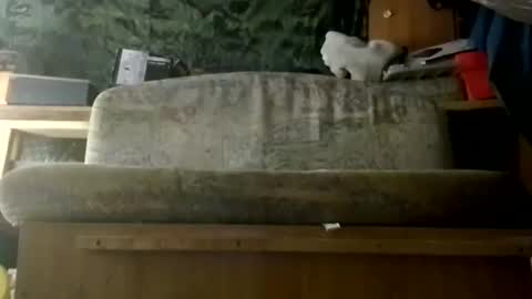 HeyTurkeyBoy online show from March 15, 11:46 am