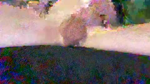 cwaddle online show from January 10, 3:48 pm