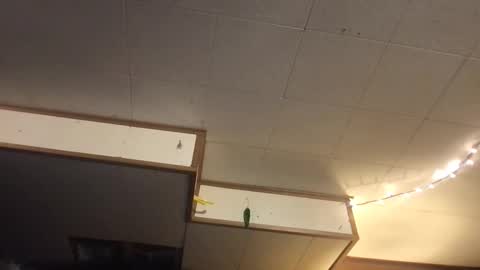 Fae online show from March 12, 6:40 am