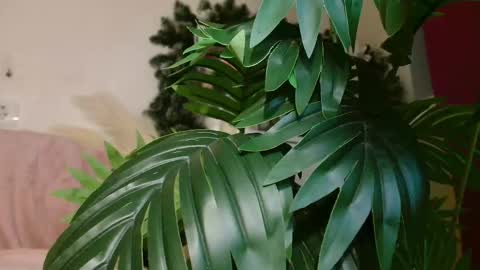 Carrie online show from December 22, 5:09 pm