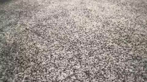 ironerectionn online show from January 11, 1:33 am