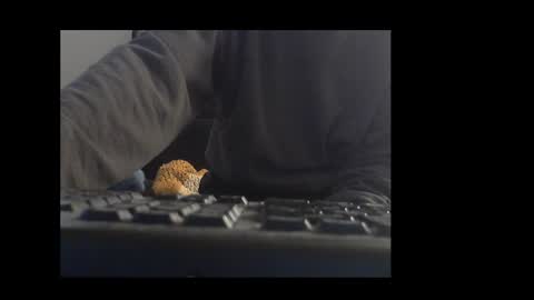 ital25usa online show from January 10, 10:10 am