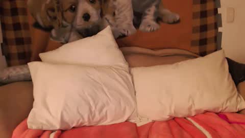 jei online show from January 18, 2:42 am