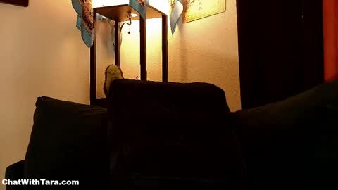 Tara Smith online show from October 8, 2:23 pm