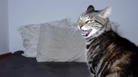 kathyspice online show from February 18, 5:20 pm