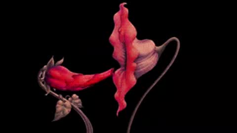 katsuro online show from January 7, 10:15 pm