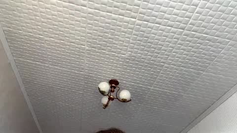 Flora online show from April 18, 7:32 am