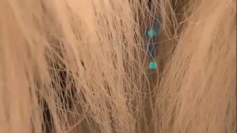 lunaafox online show from January 1, 4:29 pm