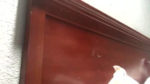 minniehunney online show from October 28, 11:00 am