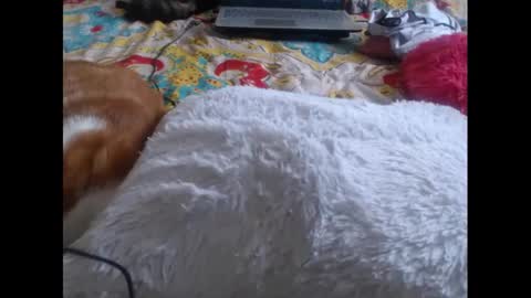 Snapshot of mollyandbra chatting on February 5, 9:29 pm Molly And Brad online show from February 5, 9:29 pm