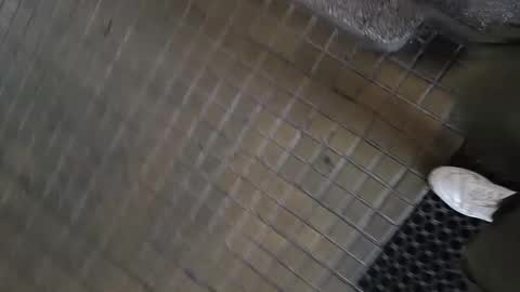 paulobascet online show from January 11, 10:08 am