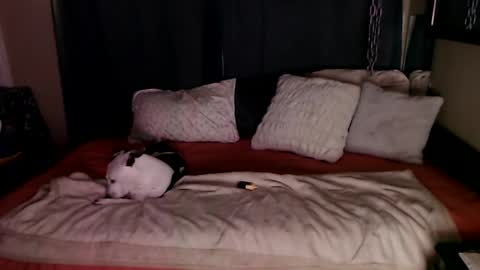    RAMONA Q   online show from December 20, 8:49 am