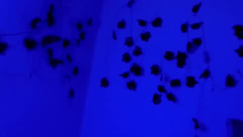 SABRI online show from March 11, 9:45 am