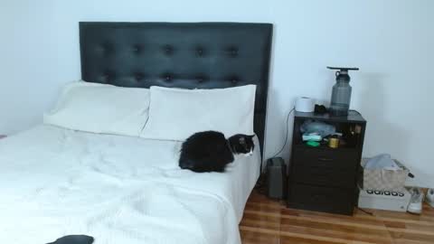 iris online show from September 16, 4:15 am