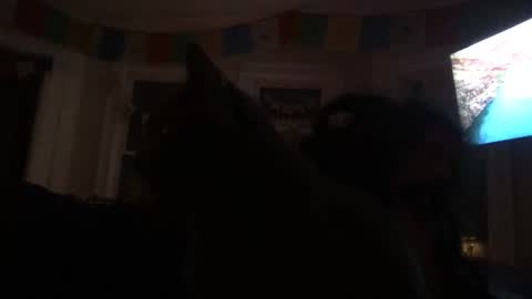 Temple online show from December 7, 5:43 am