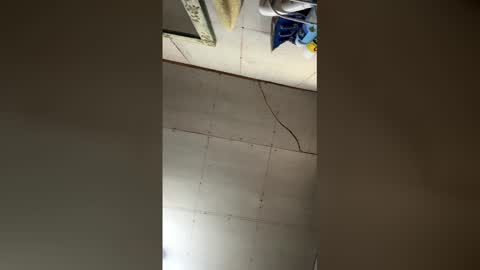 bigcat online show from April 5, 8:39 pm