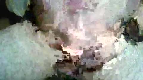 zeebonkie online show from November 5, 9:17 pm